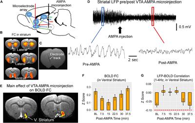 Origins of the Resting-State Functional MRI Signal: Potential Limitations of the “Neurocentric” Model